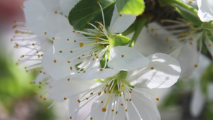 春日樱花21秒视频