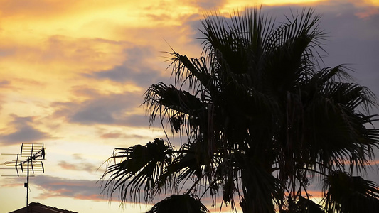 日落时棕榈树视频