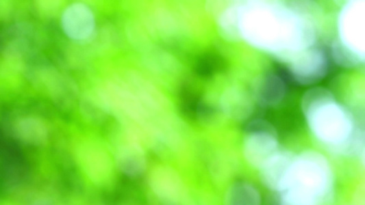 花园中的绿光蓝色抽象模糊的彩色叶子花树视频