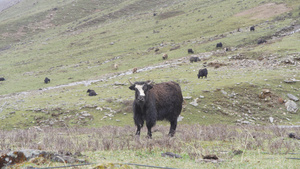 成群结队的牦牛在草原上吃草25秒视频