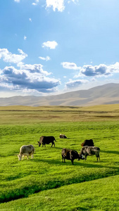 新疆喀纳斯草原牧场风光草原延时视频