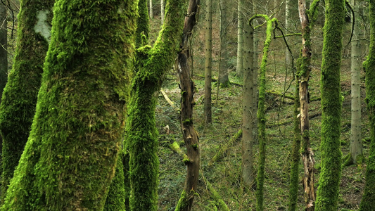 森林视频