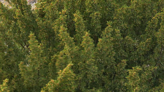 绿树视频