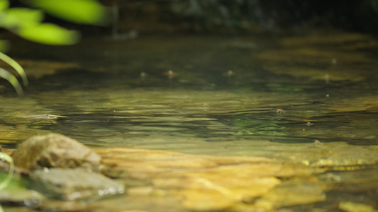 清澈山泉小溪矿泉水山涧视频