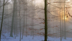日出大雪纷飞的森林20秒视频
