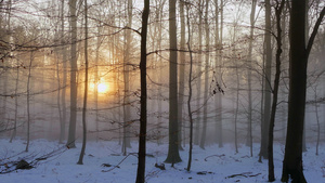 日出大雪纷飞的森林22秒视频