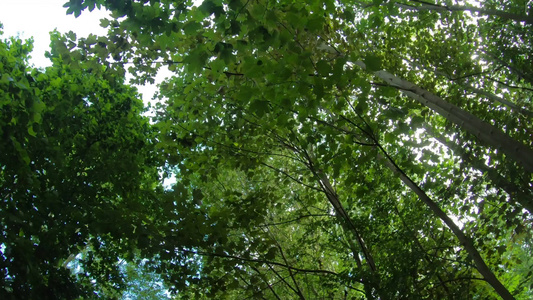 空气中的树木在惊人的树下行走新鲜空气美景自然视频