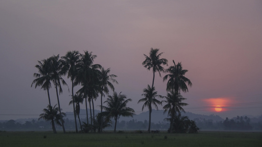 太阳从椰子树的地平线升起视频