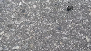 地板上的黑色甲虫12秒视频
