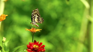 蝴蝶在花昆虫片段9秒视频