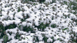 植物上的雪18秒视频