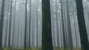 雾气森林28秒视频