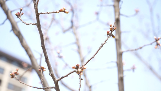 春日桃花盛开视频