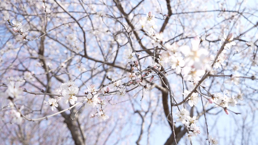 春日桃花盛开视频