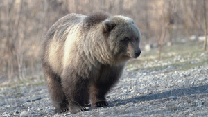 饥饿的野生棕熊吃食物11秒视频