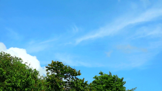 蓝色天空纯洁白云移动绿色上树1视频
