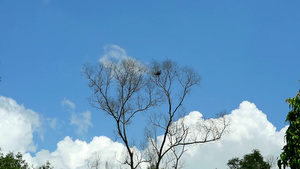 蓝色天空在蓝天背景时间差时移动的纯枯树和纯肥白云22秒视频