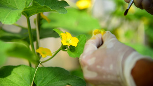 花授粉29秒视频