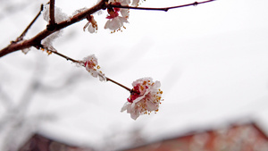 有春雪的树花花15秒视频