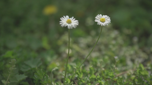 春天菊花视频