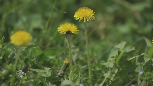 春天7的花朵视频