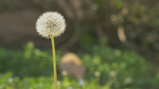 春天3的花朵视频