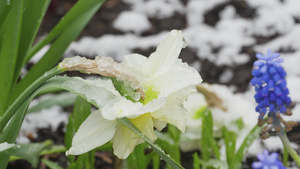 雪下的春花21秒视频