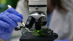生物学家亲手将叶子样本放在显微镜下29秒视频