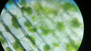 绿色叶绿素植物真核细胞结构中的叶绿体显微镜下的放大19秒视频