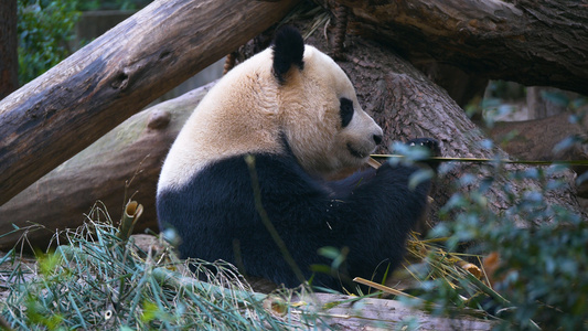 4k大熊猫视频