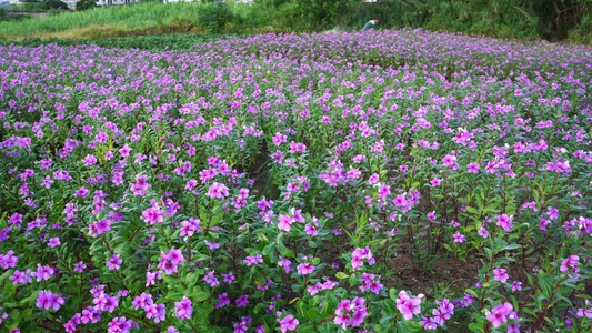 长春花花朵公园花开视频