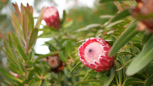 粉红色花栀子花18秒视频