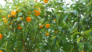 柑桔柑桔果树加利福尼亚美国春天花园美国当地农业农场13秒视频