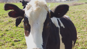 阿米什农场上的奶牛13秒视频