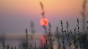 夜晚清静的风景有红太阳和青草17秒视频