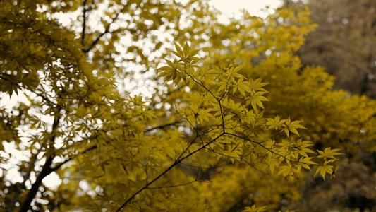 4k早秋微风中的黄色枫叶视频