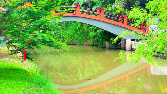 公园中湖面和竹枝上水面的湖面反射桥视频
