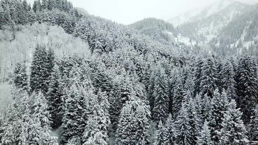 冬天的森林被新鲜雪覆盖视频