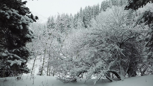 冬天的森林被新鲜雪覆盖视频