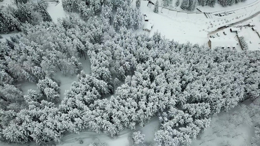 冬天的森林被新鲜雪覆盖视频