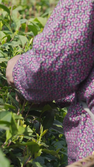 茶农采茶侧面特写春茶节16秒视频