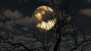 月亮从云中升起树木17秒视频