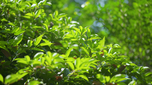 4k春暖花开嫩绿植物空镜头视频