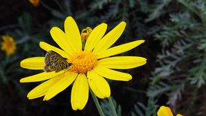 朗语短尾蓝蝴蝶在金灌木菊花13秒视频