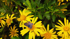 朗语短尾蓝蝴蝶在金灌木菊花21秒视频