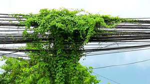 杂草藤在电线杆上生长并沿电线杆爬行电缆是一个环境问题14秒视频