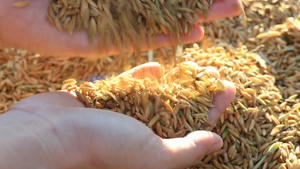 未加工的稻米被倒在手上10秒视频