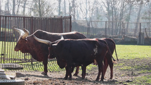 动物园的一群大奶牛23秒视频