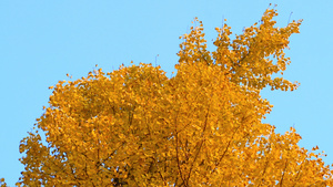 秋天的银杏树40秒视频