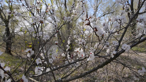 春果花18秒视频